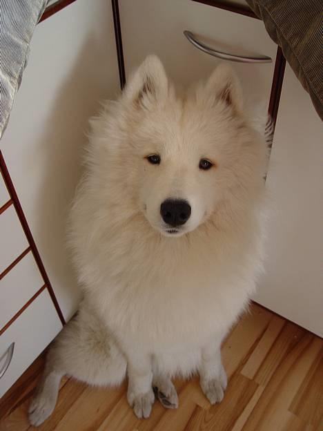 Samojedhund Walther - Sidder i køkkenet og venter på at der falder lidt godter på gulvet. billede 1