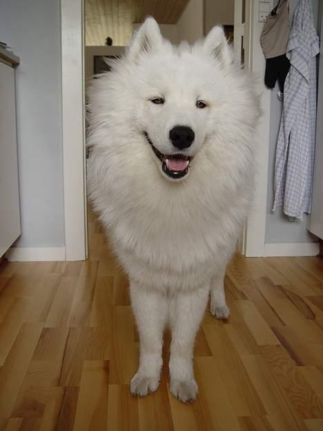 Samojedhund Walther - Charmetrold billede 2