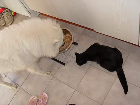 Samojedhund Walther - Walther og Sorte deler mad. billede 3