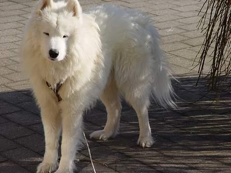 Samojedhund Walther - Kan vi ikke lige gå lidt væk? Jeg får solen lige i øjnene! billede 4