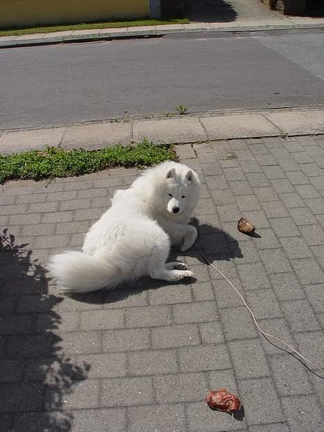 Samojedhund Walther - Ligger lige og nyder en kold brise :-) billede 5
