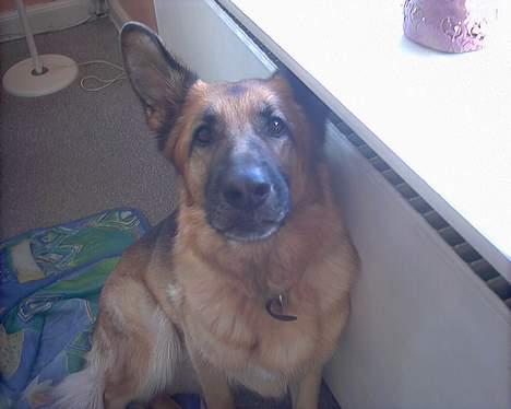 Schæferhund Sitta *DØD* billede 4