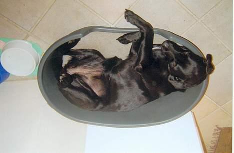 Labrador retriever Mille billede 11