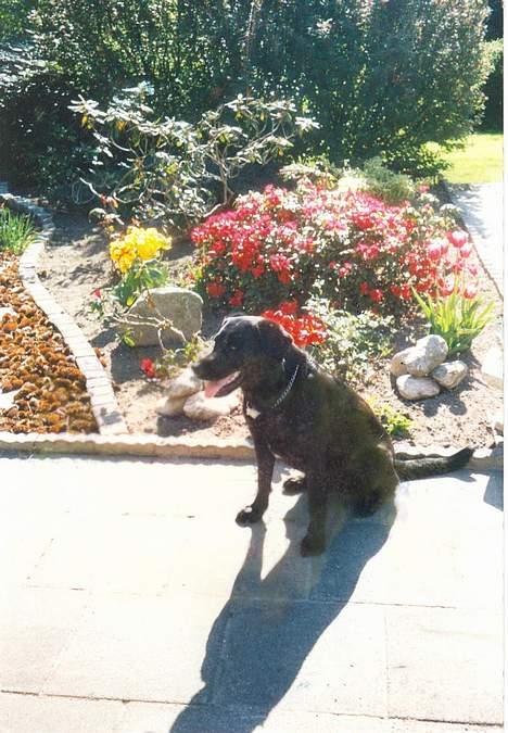 Labrador retriever Mille billede 12