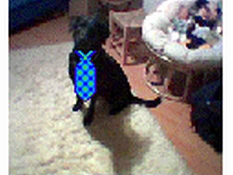 Labrador retriever Mille billede 13