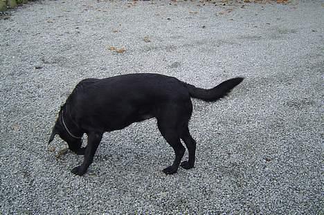 Labrador retriever Mille billede 14
