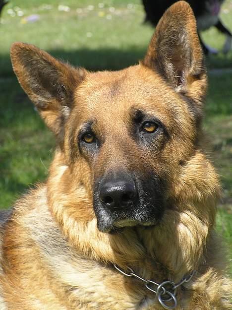 Schæferhund Rico RIP billede 13