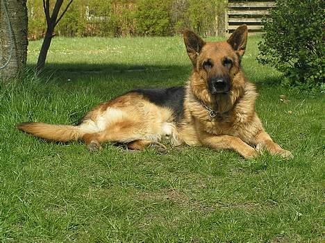 Schæferhund Rico RIP billede 14