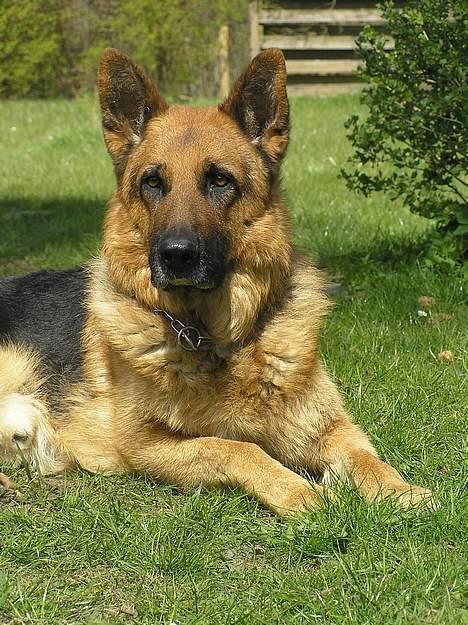 Schæferhund Rico RIP billede 15