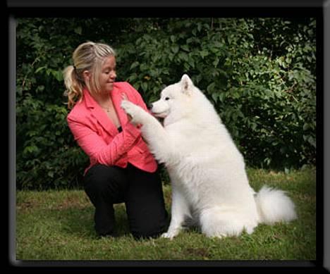 Samojedhund Discos Lady Lulu - Lulu & hendes søster billede 15