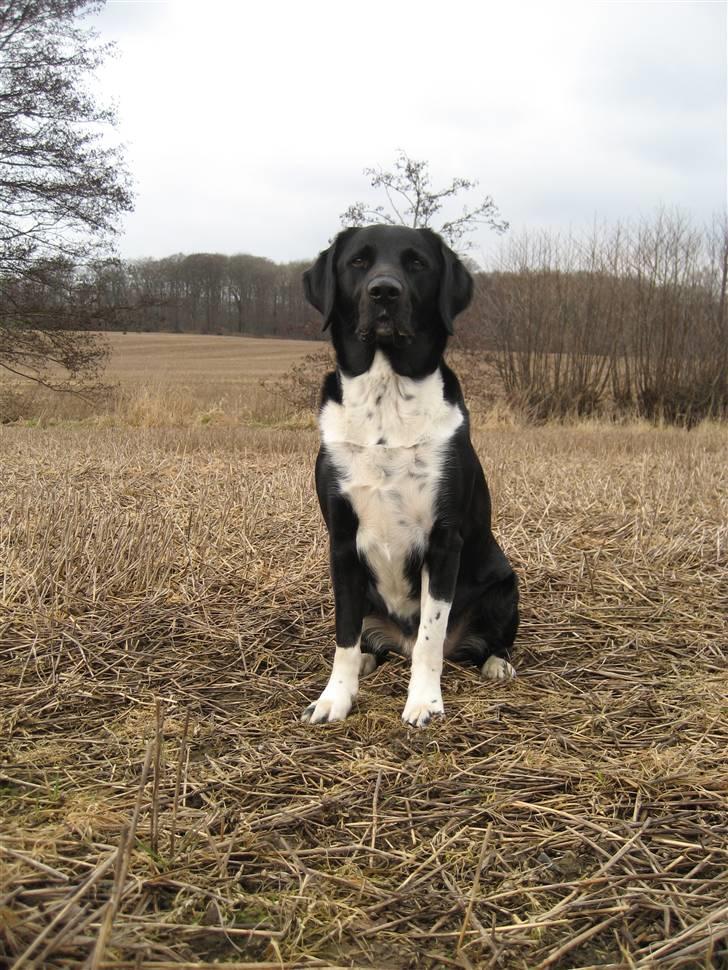 Blanding af racer Simba  <3 - På tur (; Marts 2009 billede 5