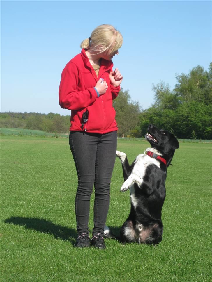 Blanding af racer Simba  <3 - Ude og træne. "To ben" (; 1. maj 2009 billede 6