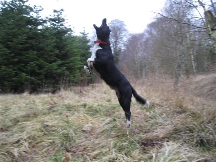 Blanding af racer Simba  <3 - Ihh, hvor er de hvide tingester svære at fange? xD Marts 2009 billede 9