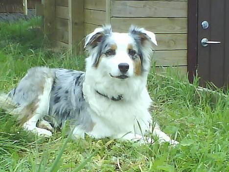 Australian shepherd izzi - god udsigt herfra billede 1