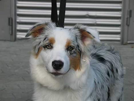 Australian shepherd izzi - jeg skal nok stå pænt billede 2