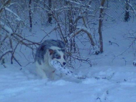 Australian shepherd izzi - den pind er vist lidt tung billede 3