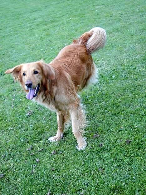 Hovawart Silly (HofJoy´s Elona) - Har du set mine bagben? billede 13