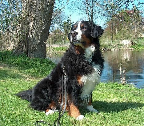 Berner sennenhund Did you call me sexy - sille nyt billede 15