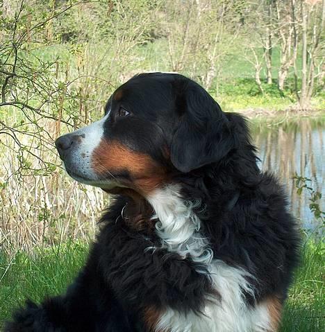 Berner sennenhund Did you call me sexy - hehe mig og sille ligge sammen på jorden billede 16