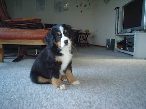 Berner sennenhund brutus  :-)  (-: billede 2