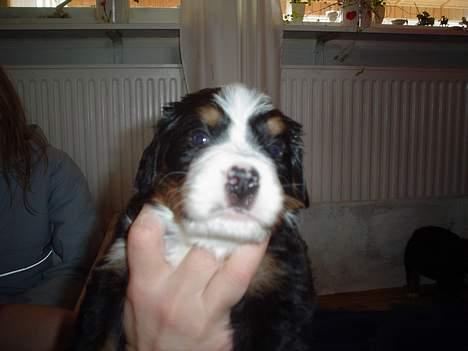 Berner sennenhund brutus  :-)  (-: - her er jeg kun 4uger gammel billede 5
