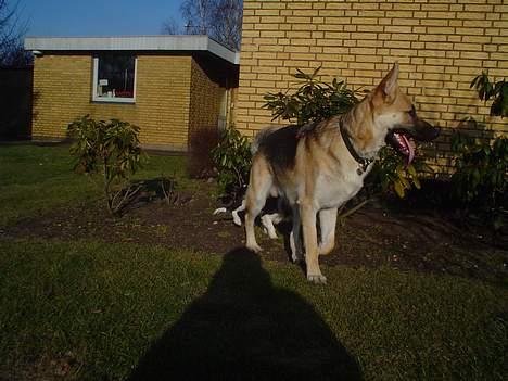 Schæferhund meilo billede 12