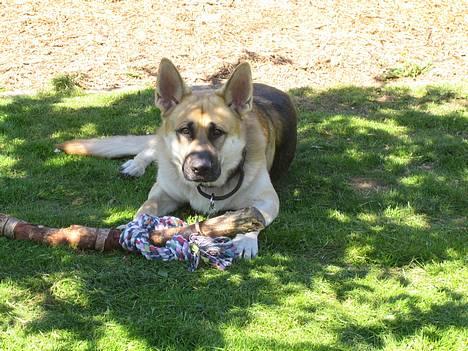 Schæferhund meilo - det er mit legetøj billede 13