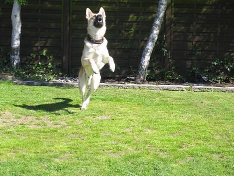 Schæferhund meilo - hopla... se hvor højt jeg kan hoppe billede 14