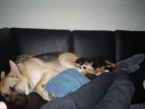 Schæferhund meilo - her ligger jeg og sover men min lille bror billede 15