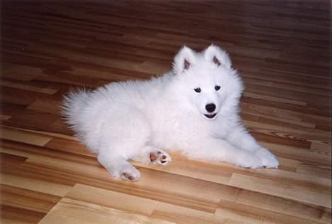 Samojedhund Walther - Er jeg ikke bare sød ? billede 6