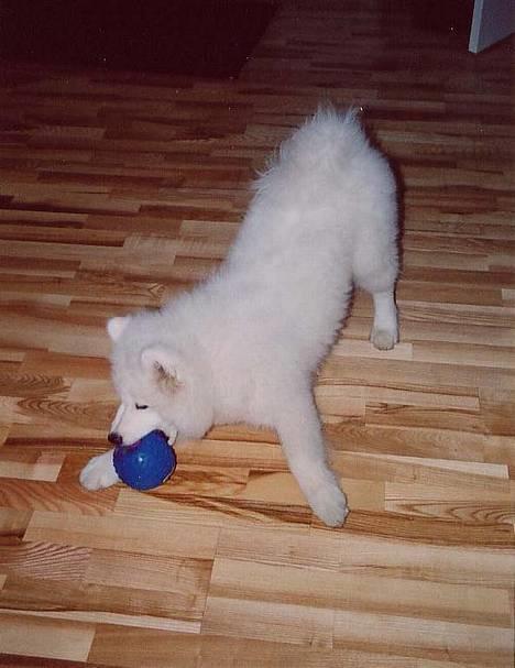 Samojedhund Walther billede 7