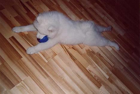 Samojedhund Walther - Jeg fla´er lige lidt u :-) billede 8