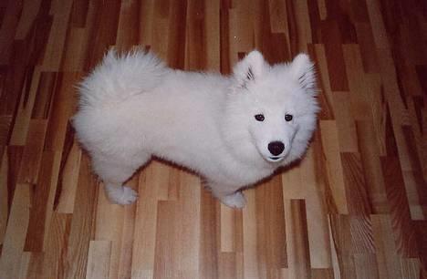 Samojedhund Walther - Hvad er det for et mærkeligt apparat du står med ? billede 9