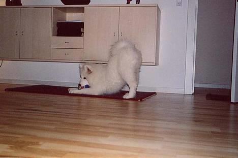 Samojedhund Walther - Jeg er parat til at springe, hvis du skulle forsøge at tage bolden fra mig :-) billede 10