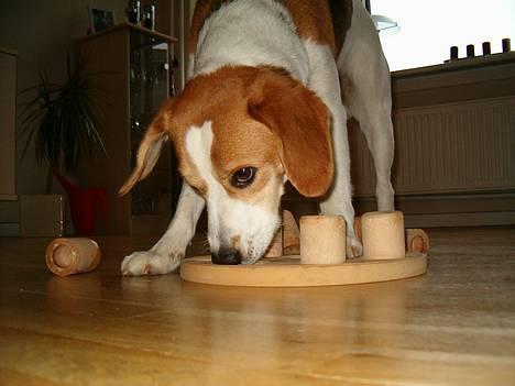 Blanding af racer Xanthos - Xanthos leger med sin Dogsmart :o) billede 15