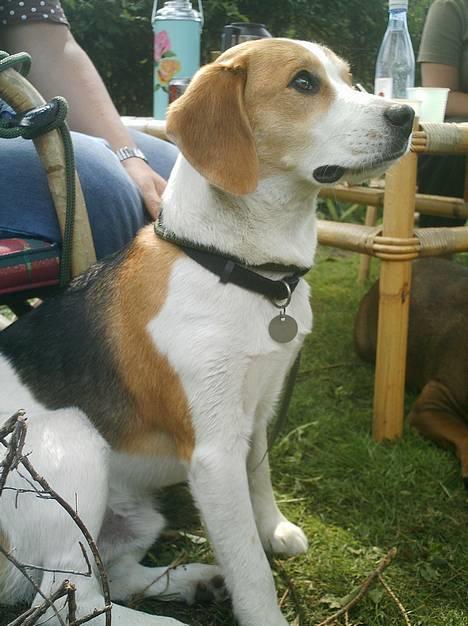 Blanding af racer Xanthos - Xanthos til træf d 18.06.06 Taget af Barbara billede 16