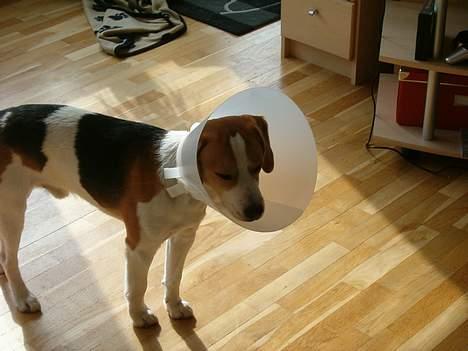 Blanding af racer Xanthos - 23.04.05 Jeg er lige blevet kastreret, så jeg skal have den dumme krave på. billede 17