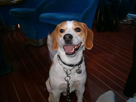 Blanding af racer Xanthos - Grinebideren, på Rødby- Puttgarden..... :o) billede 18