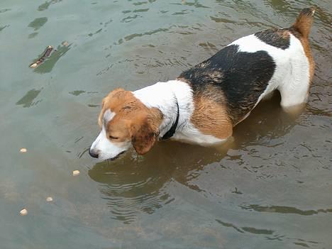 Blanding af racer Xanthos - Se jeg er en rigtig vandhund, og jeg kan fange hundemad i vandet. 11/9-05 billede 19