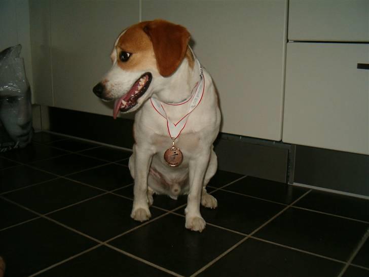 Blanding af racer Xanthos - Xanthos med sin medalje som han har vundet til Borrevejledagene Juni 2007 billede 20