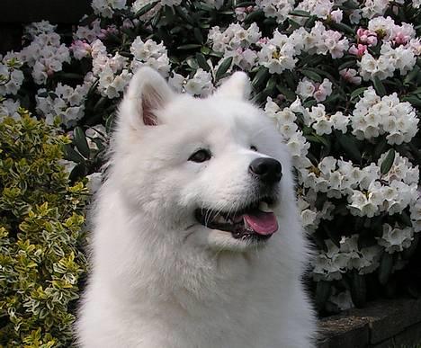 Samojedhund Discos Lady Lulu billede 16