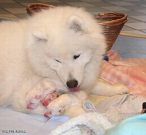 Samojedhund Discos Lady Lulu billede 17