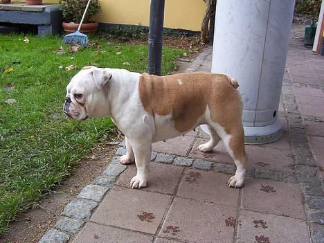 Engelsk bulldog Mulle billede 4