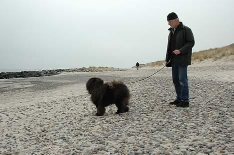 Chow chow Balder/ Incipit Que Feliz billede 12