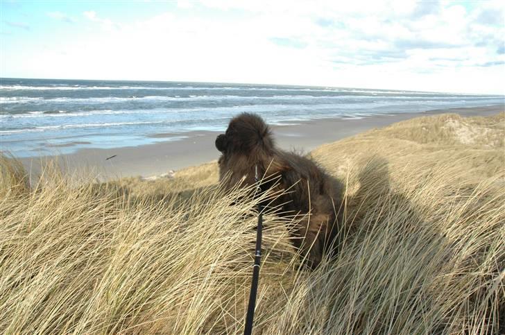 Chow chow Balder/ Incipit Que Feliz billede 13