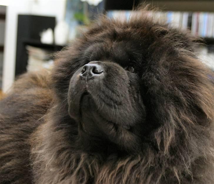 Chow chow Balder/ Incipit Que Feliz billede 14