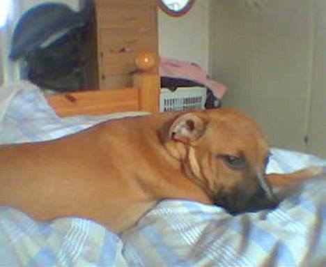 Staffordshire bull terrier Boss * R I P * <3 - Jeg er godt nok træt... billede 5