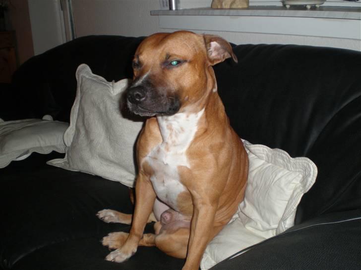Staffordshire bull terrier Boss * R I P * <3 - nyt 2.11.2007 billede 6