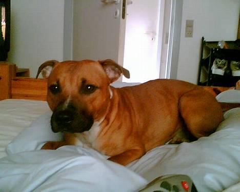 Staffordshire bull terrier Boss * R I P * <3 - nyt 28.05.06 billede 7