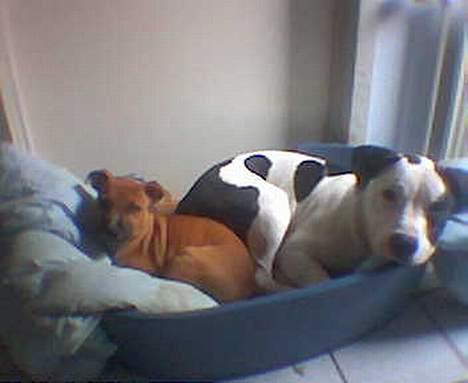 Staffordshire bull terrier Boss * R I P * <3 - Det er dejligt at dele kurv med storebror Spot billede 8